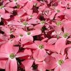Cornus florida rubra en rainbow 100-125 cm, Tuin en Terras, Planten | Struiken en Hagen, Ophalen, Laurier