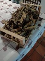 ZADEN PERZISCHE SLAAPBOOM. ALBIZIA JULL UMBRELLA, Ophalen of Verzenden