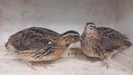 Japanse kwartels, Dieren en Toebehoren, Vogels | Overige Vogels, Meerdere dieren
