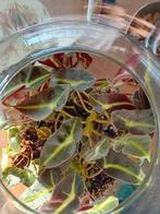 Begonia Listada blaad stekje, Ophalen of Verzenden, Overige soorten, Minder dan 100 cm
