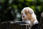 Australian Shepherd pups met stamboom, Dieren en Toebehoren, Honden | Herdershonden en Veedrijvers, Nederland, CDV (hondenziekte)