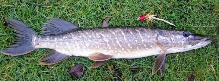 Serie E Ultra Light Baars / Snoek streamertjes, Watersport en Boten, Hengelsport | Vliegvissen, Nieuw, Complete set, Ophalen of Verzenden