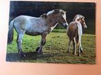 paard kaart poppverlag Fjordenpaarden., Ophalen, 1980 tot heden, Ongelopen, Paard