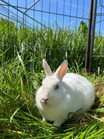 Mira zoekt een huisje! (gevaccineerd), Dieren en Toebehoren, Konijnen, Vrouwelijk, Klein, 0 tot 2 jaar