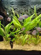 Grote Bloedvlektetra's nog 10 stuks over, Dieren en Toebehoren, Vissen | Aquariumvissen, Vis