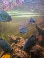 Jonge vieja cichliden ongeveer 5 cm, Dieren en Toebehoren, Vis