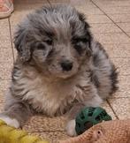 Te koop labradoodle x Australian Shepherd puppys, 8 tot 15 weken, Meerdere, Meerdere dieren, Middel