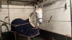 DRINGEND NIEUWE PLEK GEZOCHT!, Dieren en Toebehoren, Pony's, Merrie