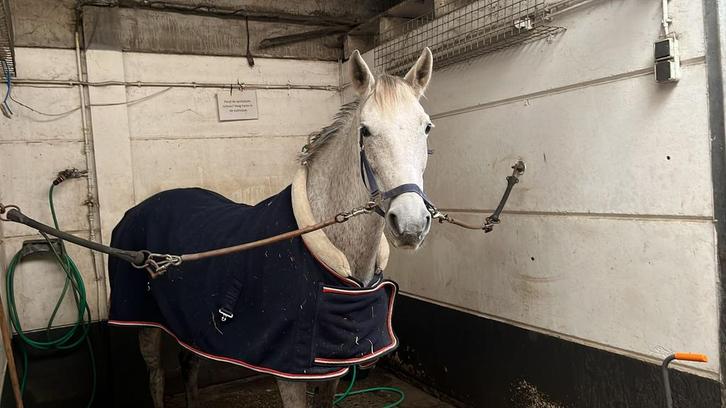 LEUKE PROJECTPONY! VANDAAG OP TE HALEN VOOR €1800, Dieren en Toebehoren, Pony's, Merrie, B, D pony (1.37m tot 1.48m), Recreatiepony