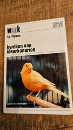 Kanaries, Dieren en Toebehoren, Vogels | Kanaries, Meerdere dieren, Kleurkanarie