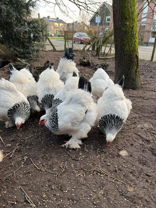 Broedeieren Brahma Columbia Zwart/wit, Dieren en Toebehoren, Pluimvee, Kip, Geslacht onbekend