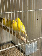 Verschillende kleuren Irich fancy kanarie’s, Dieren en Toebehoren, Vogels | Kanaries, Meerdere dieren, Postuurkanarie