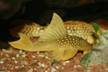 L-Nummers: L200 Hemiancistrus demantoides beschikbaar voor biedingen