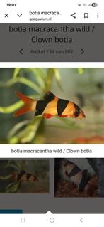 Clown Botia 10 cm groot 2 stuks, Dieren en Toebehoren, Vissen | Aquariumvissen, Vis