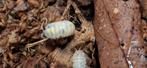 Magic potion isopods tijdelijke actie 20 st voor €5,-, Dieren en Toebehoren, Overige soorten