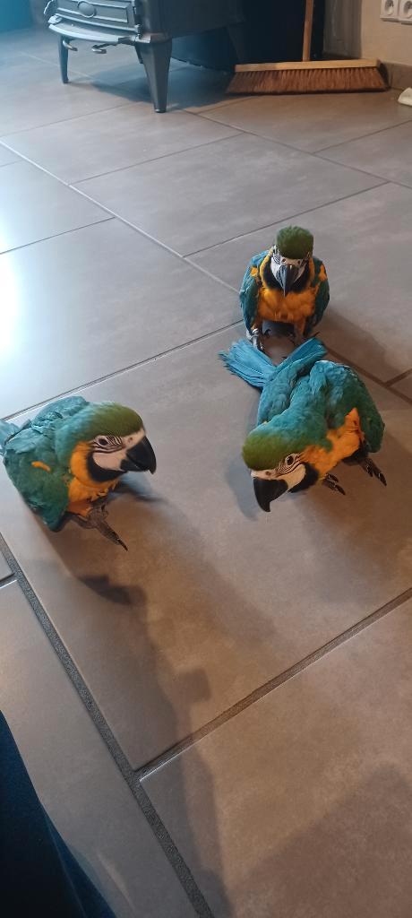 3 tamme Blauwgele ara jongen, Dieren en Toebehoren, Vogels | Parkieten en Papegaaien, Papegaai, Vrouwelijk, Tam, Geringd