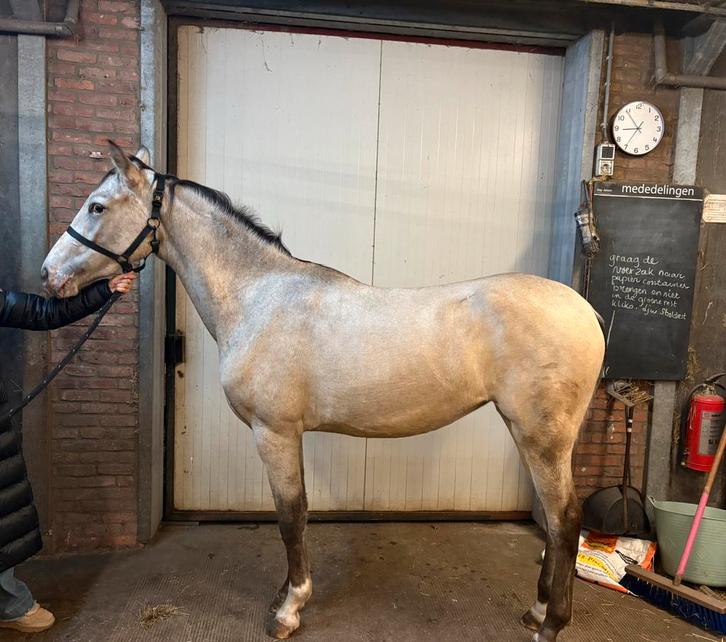 PRE X Appaloosa Champagne Merrie 2 Jaar, Dieren en Toebehoren, Paarden, Merrie, Niet van toepassing, Minder dan 160 cm, 0 tot 2 jaar