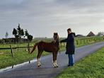 Welsh hengst te koop, C pony (1.27m tot 1.37m), Hengst, 0 tot 2 jaar, Gechipt