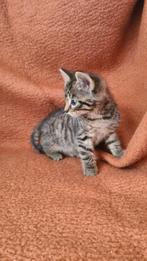 Schattige kittens. 9 weken. Mogen al mee, Dieren en Toebehoren, Katten en Kittens | Overige Katten, Meerdere dieren, Kortharig