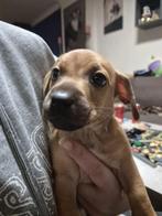 LAATSTE TEEFJE TER BESCHIKKING!, CDV (hondenziekte), 8 tot 15 weken, Teef, Eén hond