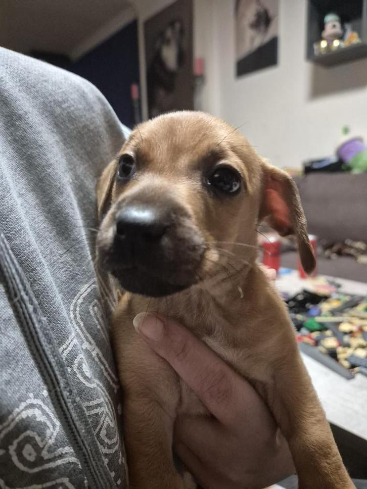 LAATSTE TEEFJE TER BESCHIKKING!, Dieren en Toebehoren, Honden | Niet-rashonden, Klein, Teef, Fokker | Hobbymatig, Eén hond, Nederland