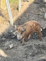 Mangalitza (roodwolvarken) 1 mooie lieve dekberen, Dieren en Toebehoren, Schapen, Geiten en Varkens, Mannelijk, Varken