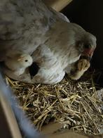 Aracauna broedeieren vanaf €0,75 !!, Dieren en Toebehoren, Pluimvee, Geslacht onbekend, Kip