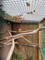 Goudmantel rosella, Dieren en Toebehoren, Vogels | Parkieten en Papegaaien, Mannelijk, Parkiet, Geringd