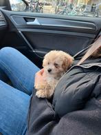 Maltipoo pup 11 weken oud, Reu, 8 tot 15 weken, Eén hond, Klein