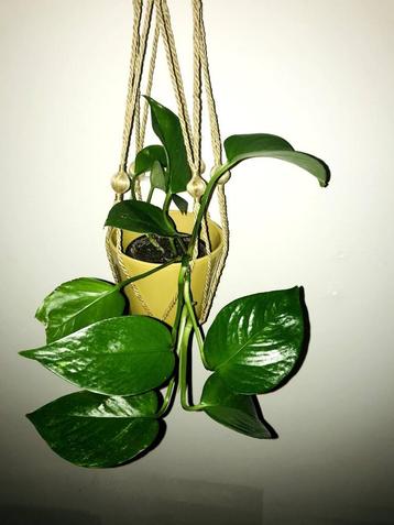 Drakenklimop - hangplant