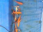 Koi karpers., Dieren en Toebehoren, Vissen | Vijvervissen