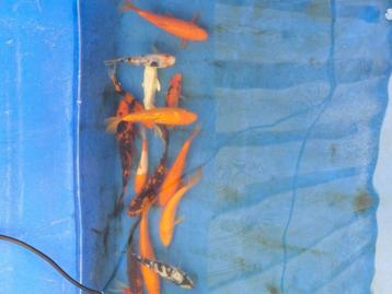 Koi karpers.  beschikbaar voor biedingen