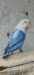 Opaline blauw fischeri, Dieren en Toebehoren, Vogels | Parkieten en Papegaaien, Geslacht onbekend, Dwergpapegaai of Agapornis