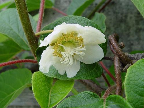 Zelfbestuivende kiwi Solissimo mooie kiwiplant, Tuin en Terras, Planten | Struiken en Hagen, Struik, Overige soorten, Minder dan 100 cm