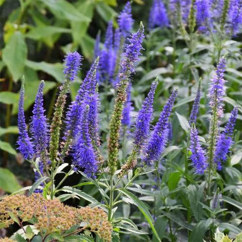 Zaden Veronica longifolia Blauriesin, Tuin en Terras, Bloembollen en Zaden, Volle zon, Verzenden