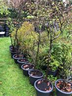 Beukhaag , diverse kuipen . nu zonder blad / wintertooi.  zo, Tuin en Terras, Ophalen, Beukenhaag, Haag, 100 tot 250 cm
