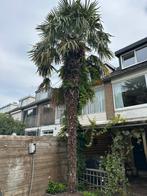 Palmboom (Chinese waaierpalm) +-5 meter, Tuin en Terras, Ophalen, Zomer, Volle zon, Palmboom