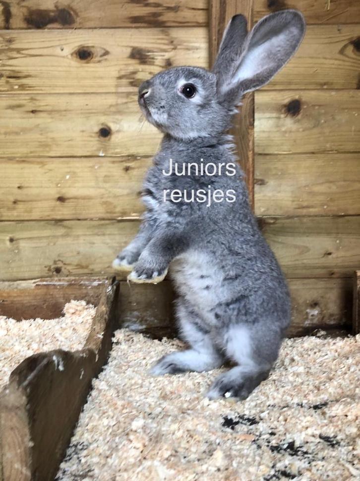 Duitse reus Chinchilla ram, Dieren en Toebehoren, Konijnen, Groot, Mannelijk