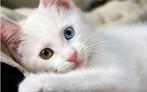 GEZOCHT Turkse Van odd-eye kitten poesje., Dieren en Toebehoren, Poes