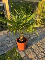 Trachycarpus palmboom, Ophalen, Overige soorten, Volle zon