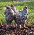 3 Brahma hanen koekoek, Dieren en Toebehoren, Pluimvee, Mannelijk, Kip