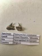 Fossiele haaientandèn uit het havengebied bij Antwerpen (3), Verzamelen, Mineralen en Fossielen, Ophalen of Verzenden, Fossiel