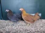 Krielkippen:Barnevelder-Sussex-Wyandotte-Cochin-Zijdehoen..., Dieren en Toebehoren, Pluimvee, Vrouwelijk, Kip