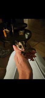 Sugar Glider (mannetje), Dieren en Toebehoren, Overige Dieren, Mei, Mannelijk