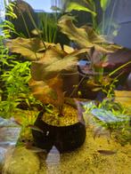 Rode lotus in noot, Ophalen, Zo goed als nieuw, Plant(en), Steen of Hout