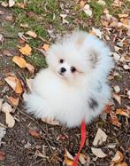 Pomeranian pomeriaan ,dwergkeesje reutje s, Dieren en Toebehoren, Overige rassen, CDV (hondenziekte), 8 tot 15 weken, Geslacht onbekend