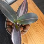 Tradescantia pallida pink stripe stek., Huis en Inrichting, Kamerplanten, Ophalen of Verzenden, Halfschaduw, Minder dan 100 cm