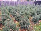 Te Koop Kerstbomen /Picea omorika, Tuin en Terras, Planten | Bomen, Bloeit niet, Overige soorten, 100 tot 250 cm, Ophalen