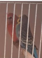 Grasparkiet man, Dieren en Toebehoren, Vogels | Kanaries, Mannelijk, Zangkanarie