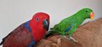 Te koop: 2 jonge Edelpapegaaien, Dieren en Toebehoren, Vogels | Parkieten en Papegaaien, Meerdere dieren, Papegaai, Pratend